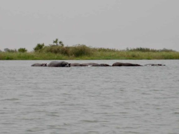 Hippos in Cameroon