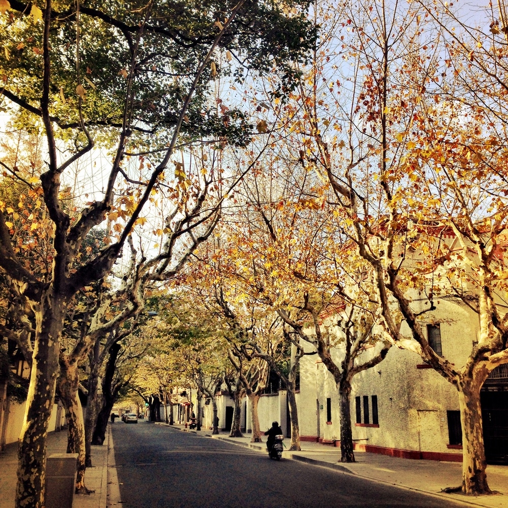 Christmas morning in the French Concession. 