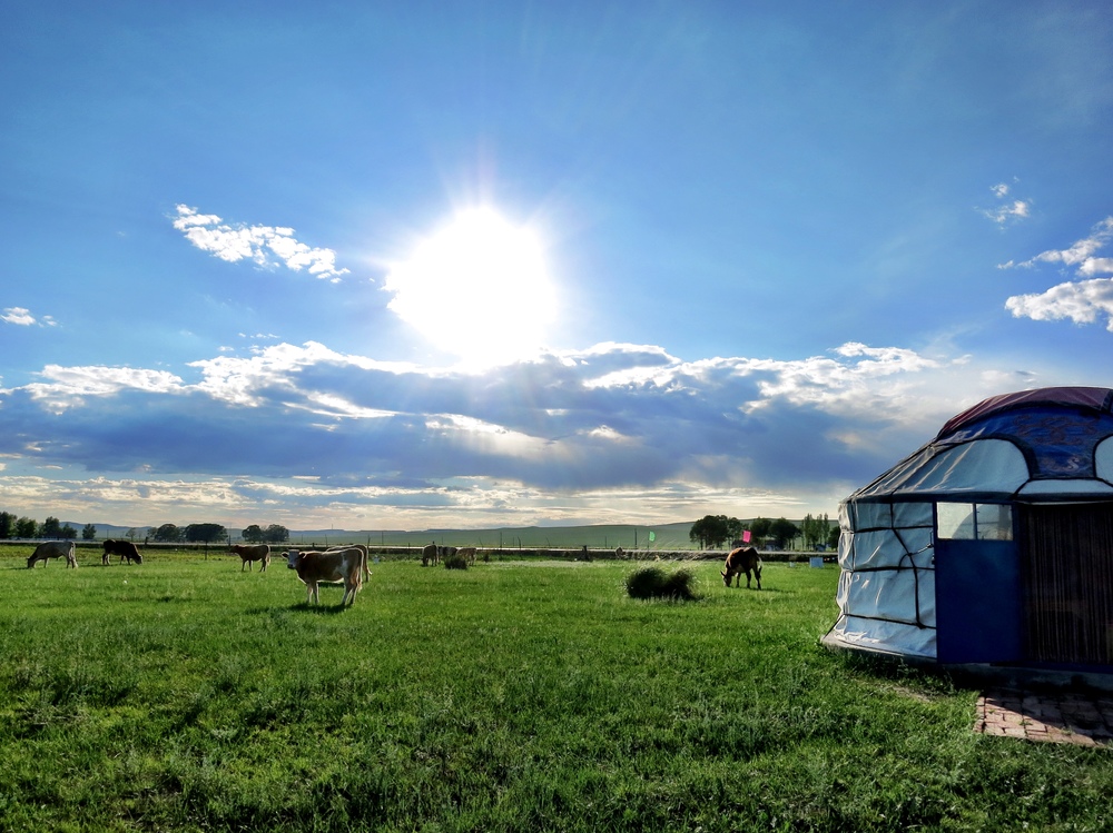  Our yurt! The cows were grazing just next to it.  