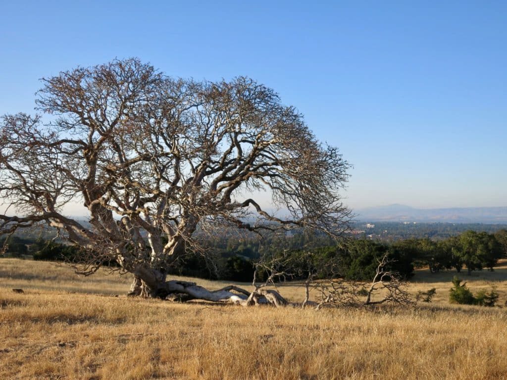 Standford Dish Trail