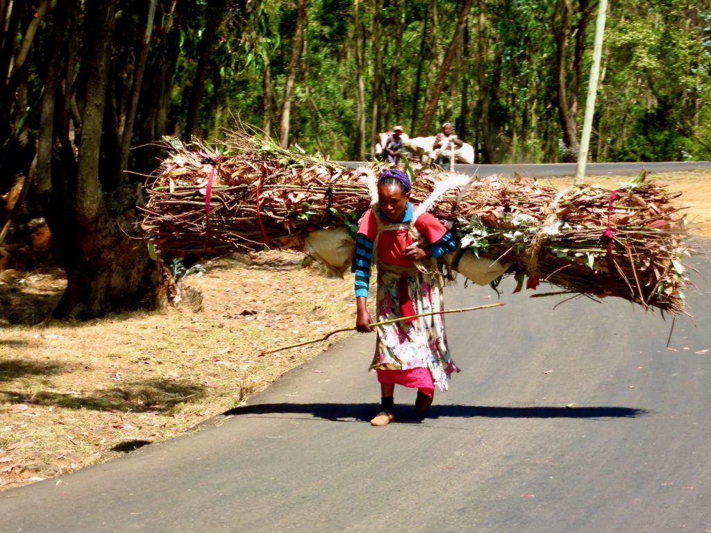 Strong Ethiopian Woman Carrying Wood on Enoto Mountain in Addis Ababa