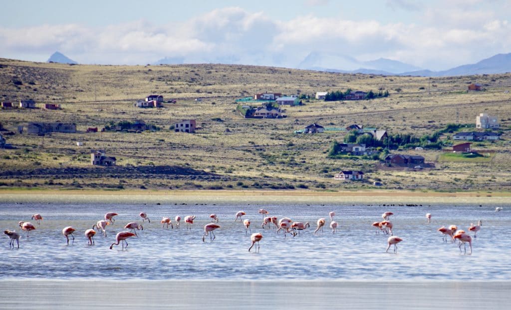 Flamingos around Lago Argentino