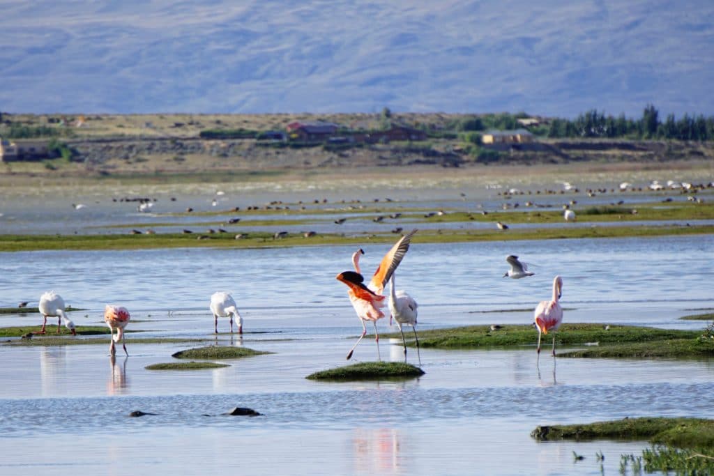 Flamingos around Lake Argentina